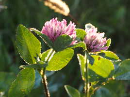 Rosée du matin