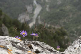 Gorges du Tarn