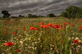 Coquelicots sous l'orage