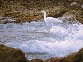 Née de la vague