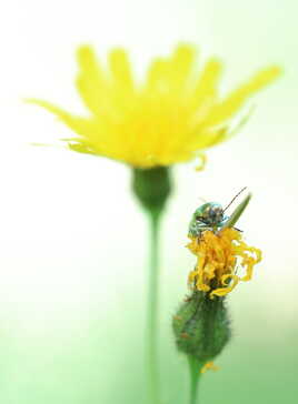 Cryptocephalus