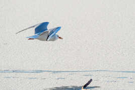 Retour des courses l'hiver