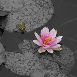 Le nénuphar de la grenouille