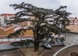 Solitaire dans la jungle urbaine