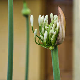 ouverture de l'agapanthe