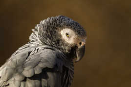 un petit tour au zoo