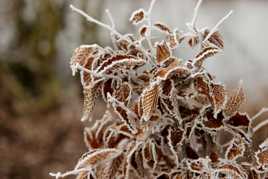 La beauté de l'hiver