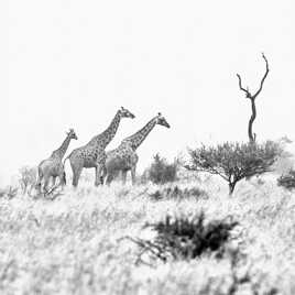 Trio dans le bush