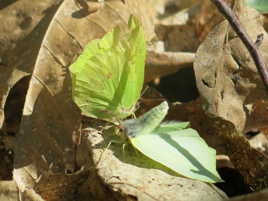 feuilles morte et papillons