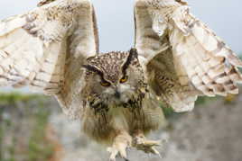 l'hibou il bout de colère(grand duc)