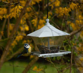 Mésange en plein p'tit déj