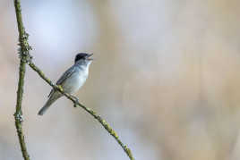 Fauvette à tête noire