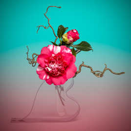 Un camélia pour la Saint Valentin