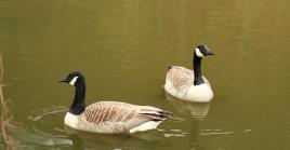 Elles ont mangé mon pain........