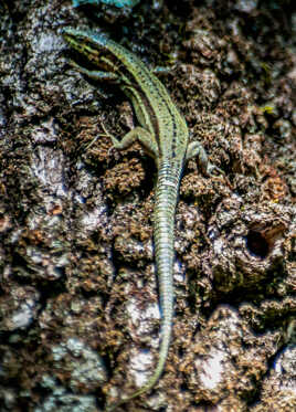 Lézard vert 3