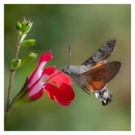 Moro-sphinx en plein vol stationnaire, butinant une fleur de sauge.