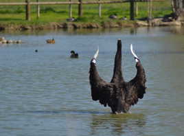 Conférence du cygne noir ,,,,