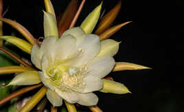 Le temps d'une seule nuit (2)