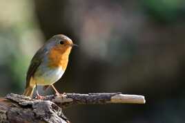 L'ami du jardinier....