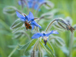 Le gendarme dans la bourrache