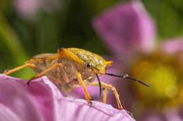 Une fleur sur l'antenne!