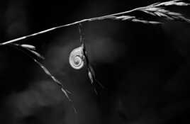 Nature monochrome (22)