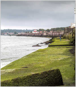 Pelouse d'algues savonnette....