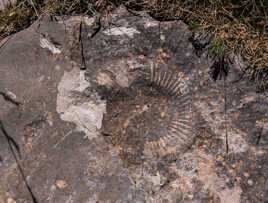 Superbe Ammonite