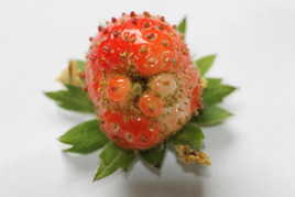 ramene pas ta fraise