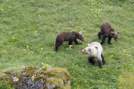 L'ourse et ses petits