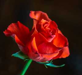 rose déjà postée mais correction en bas à G