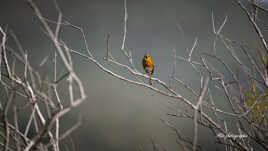 le chant du rouge gorge