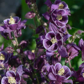 Fleurs ensoleillées
