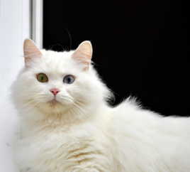 Chat aux yeux vairons