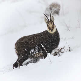 Une histoire de cornes