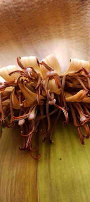 Au coeur d'un bananier