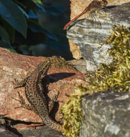 Le lézard et la libellule