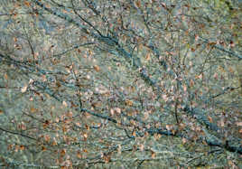 Textures Végétales (6)