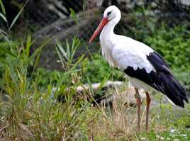 cigogne blanche