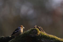 Version 1 au départ.