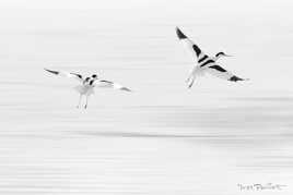 Avocette élégante