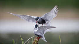 Une offrande pour Madame