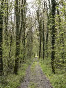 l'été au bout du chemin