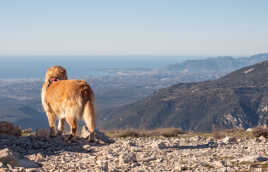 Chien contemplatif !