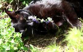 Simba vous prouve qu'il aime sa drogue