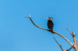 Un cormoran huppé sur son perchoir