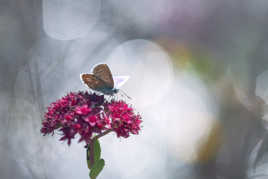 Papillon sur Sedum