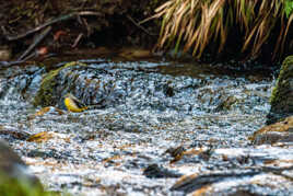 Mesange charbonnière