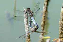 Câlin libellules