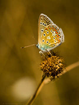 papillon doré